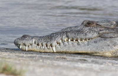 American Crocodile (Crocodylus acutus)