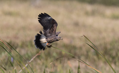 Snail Kite (Rostrhamus sociabilis)