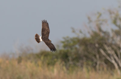 Snail Kite (Rostrhamus sociabilis)