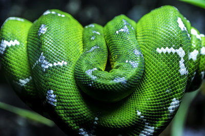 Green Tree Snake