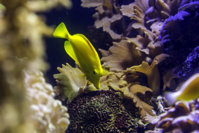 Yellow Fish