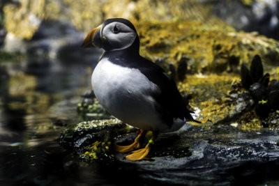 Puffin
