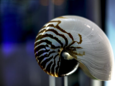 Nautilus
