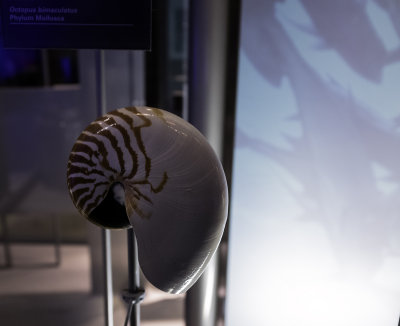 Nautilus