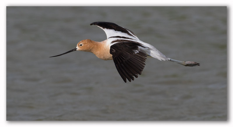 American Avocet/Avocette dAmrique