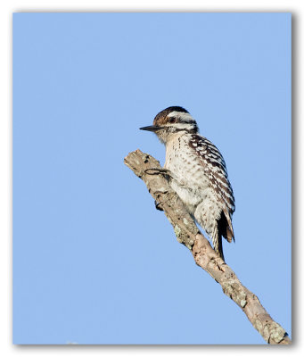 Ladder-Becked-Woodpecker F/Pic Arlequin F