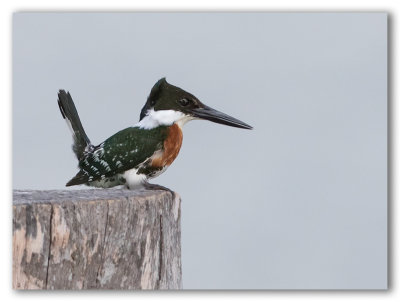 Green Kingfisher/Martin pcheur vert