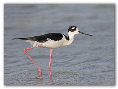 Black neck Stilt/chasse d'Amrique