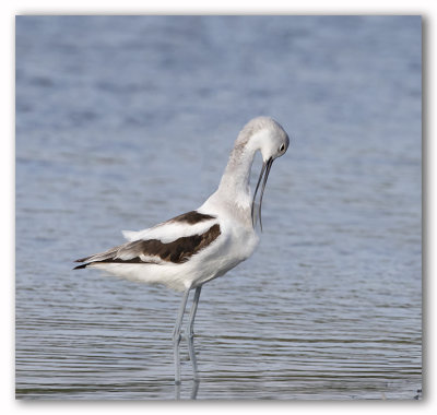 American Avocet/Avocette