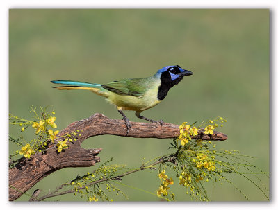 Green Jay/Geai vert