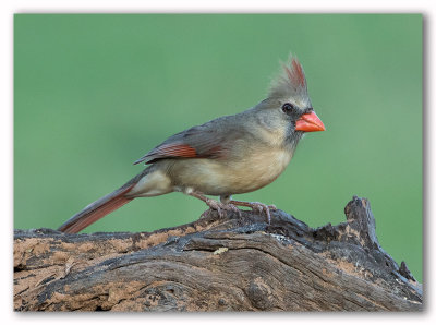 Cardinal F/Cardinal femelle