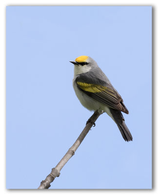 Brewster's Warbler/Paruline de Brewster