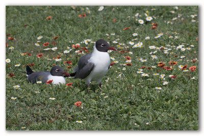 Laughing Gull/Mouette atricille