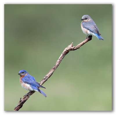 Eastern Bluebirds/Merlebleus de l'est 