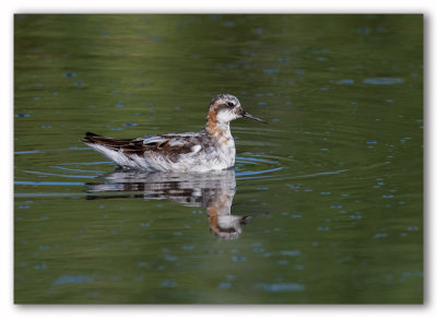 Red-necked-Phalarope/Phalarope à bec étroit