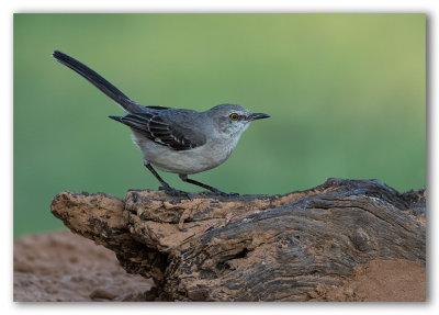 Northern Mockingbird/Moqueur polyglotte