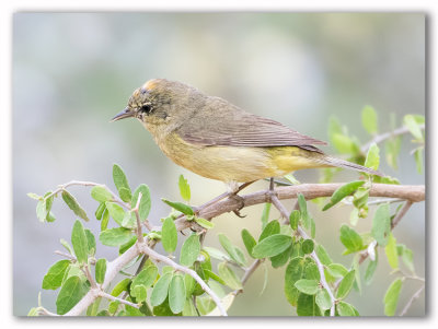 Vermilion Flycatcher F./Moucherolle Vermillon F