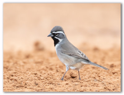 Black-throated Sparrow/Bruant à gorge noire 