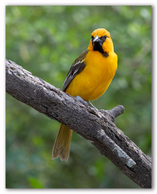 Hooded Oriole/Oriole masqué