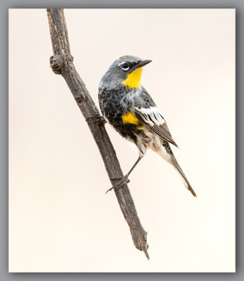 Adubon Warbler/Paruline Audubon