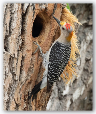 Golden crowned Woodpecker/Pic à couronne dorée 