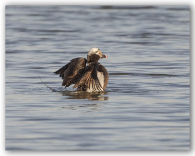 Long tailed duck/Harelde Kakawi
