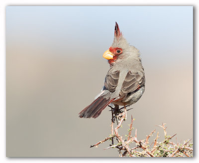 Pyrrhuloxia