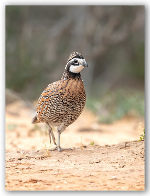 Northern Bobwhite/Colin de Virginie