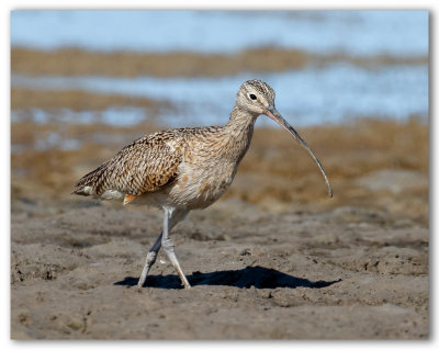 Long Billed Curlew/Courlis à long bec