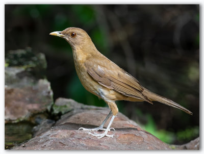 Clay colored Robin/Merle fauve