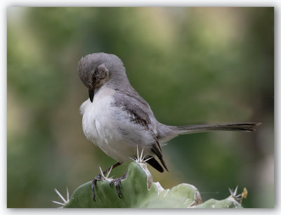 Northern Mockingbird/Moqueur polyglotte