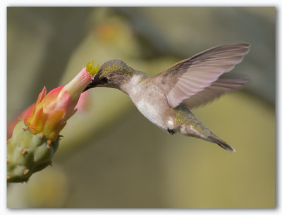 Ruby throated Hummingbird F/Colibri à gorge rubis F