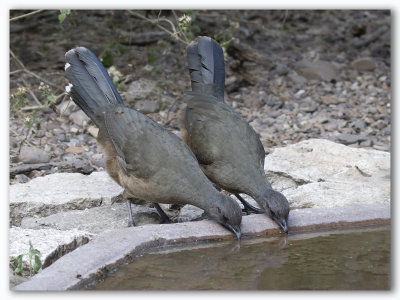 Chachalaca plain/Ortalide chacamel