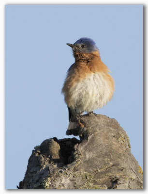 Eastern Bluebird/Merlebleu de l'est