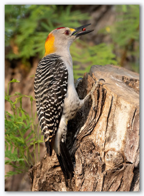 Yellow crowned Woodpecker/Pic à couronne dorée