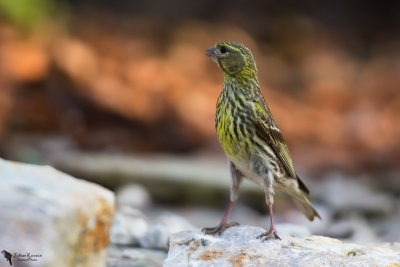 European Serin (Serinus serinus)