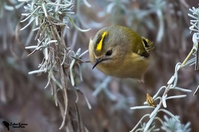 Regulidae - Goldcrests, kinglets