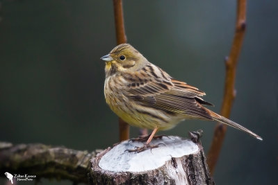 Yellowhammer (Emberiza citrinella)