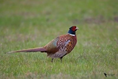 Common Pheasant (Phasianus colchicus)