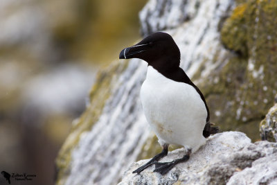 Acidae - Auks