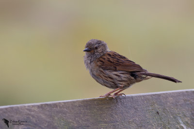 Prunellidae - Accentors