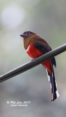 Red Headed Trogon (Female)