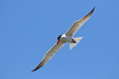 IMG_6465.JPG