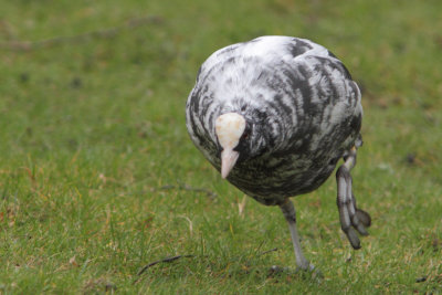 Fulica atra - Eurasian Coot