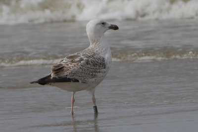 Great Black-backed Gull Bk[JWA66]