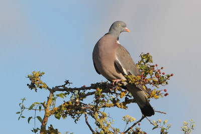Columba palumbus - Common Wood Pigeon