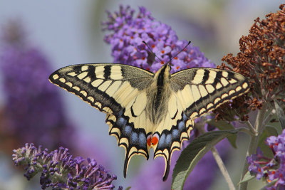 Papilio machaon - Swallowtail