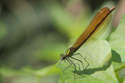 Calopteryx virgo -Beautiful Demoiselle 