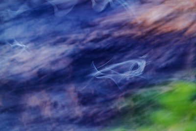 Black-headed Gull