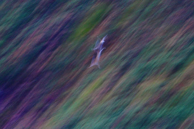 Black-headed Gull